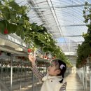 수라네농장 | 남양주 별마을 딸기체험농장 | 서울 근교 겨울철 아이와 실내 가볼만한곳