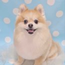 몽몽바블펫# 네이버블로그