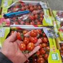 싱싱하고 맛있는 대추방울토마토&대저 반짭짤이 토마토특가판매!!! 이미지