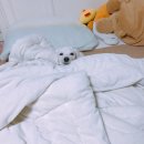 쉘부르황토펜션 | 태안 파도리해수욕장 쉘부르황토펜션 추억속으로