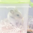 골든박스 이미지