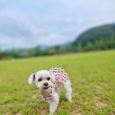핑크애견 | 옷 추천] 사랑스러움 가득! 벨라라봉 땡땡이 뷔스티에 조끼 핑크 후기🐾귀여움 폭발 애견의류 리얼 착용샷💖
