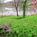 좋은 글 용인 날씨 비 봄비 오는 날 씻긴 꽃잎 왜가리 이미지