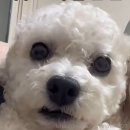 팝콘 | 라라스윗 저당팝콘 내돈내산 솔직후기 다이어트?!