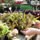 마이유기질비료 이미지