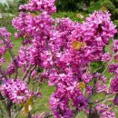 4월11일의 꽃은 '박태기나무' 이미지