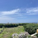 제주도 서쪽 수국 카페 미레이나 추천 후기 오션뷰,포토존 까지!