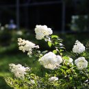 정원수,가로수로 인기가 높은 나무수국꽃 이미지