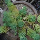 민들레2농장 이미지