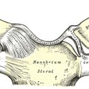 흉쇄 관절(sc joint)에 대한 탐구 - 섬유성 연골 디스크, 근육은 없고 견갑골 움직임에 의존함. 이미지
