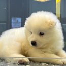 도그팡팡 이미지