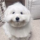 꼬동이네 이미지