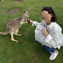 [딤니니아 Diary] 시드니 여행 Day 4 (포트스테판 / 오크베일 동물원, 모래썰매, 머리스 와이너리)