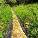 가나안농장 이미지