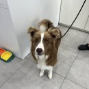 멍멍하개 이미지