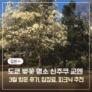 도쿄 벚꽃 명소 신주쿠 교엔 3월 방문후기, 입장료, 피크닉 추천