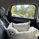 방학동물외과센터 | [천안 쌍용동] 24시 천안동물의료센터: 강아지 외과 건강검진 후기/천안강아지슬개골탈구 잘 보는 곳!