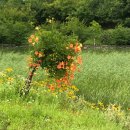 [개포3] (방학특강)블루베리 레어치즈케이크 | Summer Vacation : fallen in sth, and lovely friends, at the end of the season …