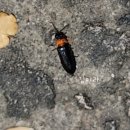 반디불이 이미지