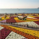 190차 11월 태마여행 마산 가고파국화축제 이미지