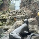 시애틀 | 시애틀 아쿠아리움 Seattle Aquarium 시애틀 시티패스 주말 오픈런 내돈내산 후기