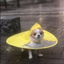 와와 이미지