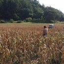 무릉도원면-17 이미지