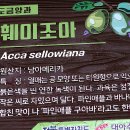 조아조아 이미지