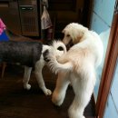 하늘하개 이미지