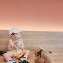 BALBARI(발바리) 이미지