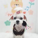 예쁘댕 이미지