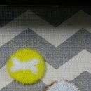 개뼈다구 이미지