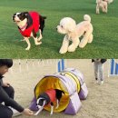 퍼스트 독 스쿨 | 넓은 운동장 있는 양주 애견유치원 퍼스트독스쿨 방문후기