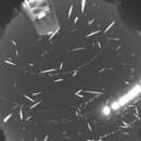 별동자리 이미지