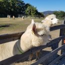 유인목장 이미지