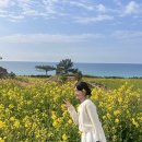바다랑포도펜션 | 제주서쪽 여행 2일차/바당길/우무푸딩/포도뮤지엄/제주당/한담해안산책로/도담펜션/아마(AMA)/스시애월...