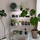 제나두 | 식물등 3주 사용 후기 정남향인데 햇빛이 안 들어온다고?