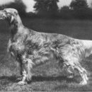 베스트 인 쇼 이미지