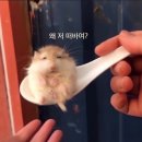 먹방 블로그.. (아님)