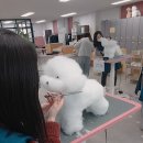 개인정애견샵 이미지