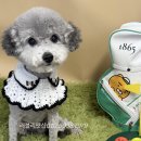 러블리펫샵 이미지