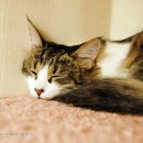 엘리네집 이미지