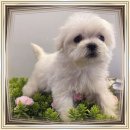 도그마루 강아지 고양이 성남분당점 이미지