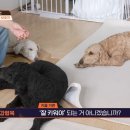 집에 개 유골함 4개를 본 강형욱 이미지