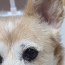 한수24시동물병원 이미지