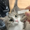 비상회