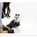 퍼피짱 이미지