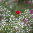 송현공원 이미지