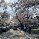 2024년 벚꽃개화시기 대전 벚꽃 명소 BEST5 : 공주 동학사 계룡산 드라이브 후기