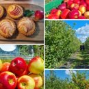 해와달농장 이미지